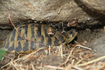 tortue terrestre de france