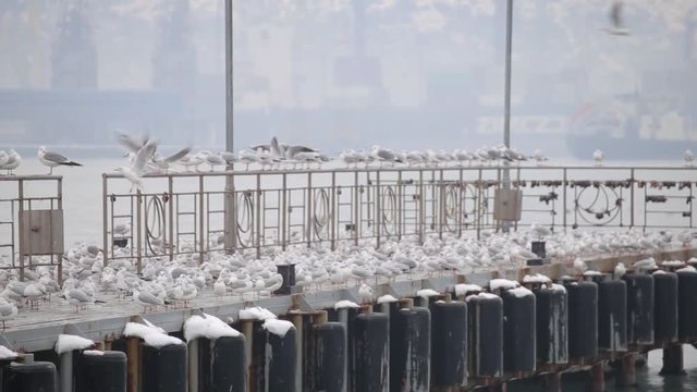 Lots of seagulls on the quay
