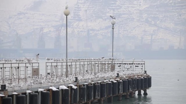 Lots of seagulls on the quay