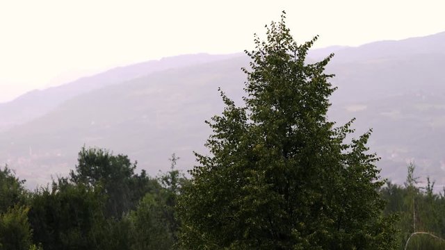 Rainfall on the trees - (4K)