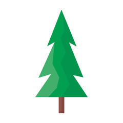 Obraz premium tree pine forest