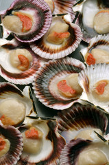 Pecten jacobaeus Cappasanta Mediterranean scallop Capesante Mittelmeer-Pilgermuschel