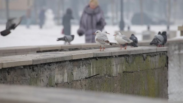 Seagulls are sitting on the waterfront