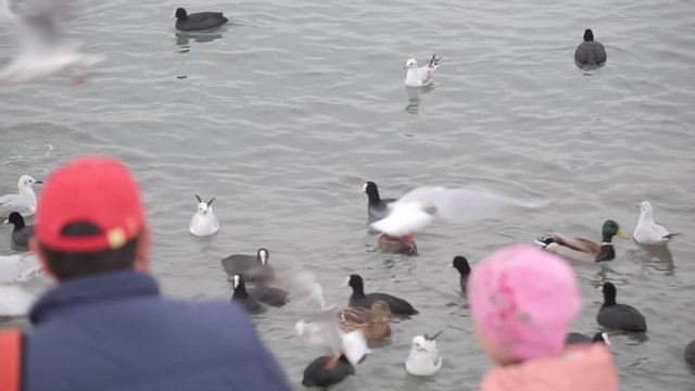 father and daughter feed ducks