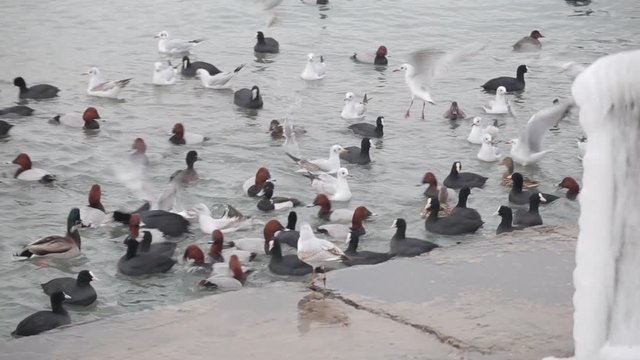 Ducks in the city in winter