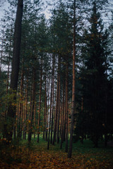 Obraz premium forest, tree, trees, nature, autumn, landscape, pine, wood, woods, sun, green, light, park, season, fall, leaves, fog, woodland, summer, environment, foliage, morning, sunlight, leaf, beauty