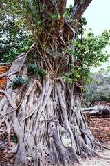 Wat Mahathat Temple in Ayutthaya, Thailand