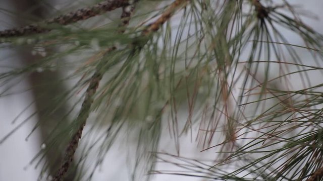Drops of frost on the needles. Macro shooting