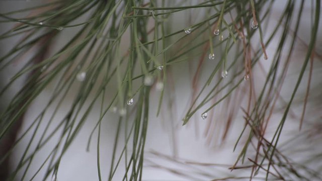 Drops of frost on the needles. Macro shooting