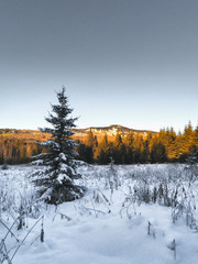 Winter landscape with river and trees