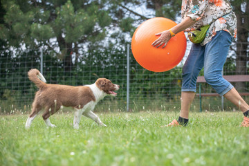 junger hund border collie welpe trainiert am hundeplatz mit dem treibball für den sport - obrazy, fototapety, plakaty