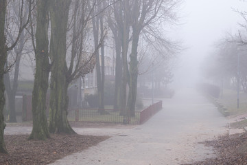 Poranna, jesienna mgła. - obrazy, fototapety, plakaty