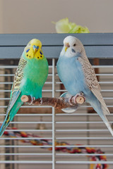 blue female budgie and turquoise male budgie are sitting on a branch in front of the cage