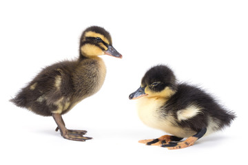 Cute little newborn fluffy duckling. One young duck isolated on a white background.