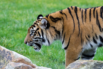 Tiger defending its territory from another female tiger