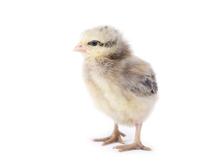 Little chicken isolated on white