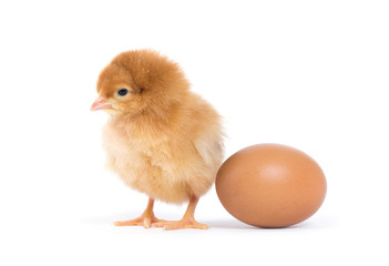 Little chicken isolated on white