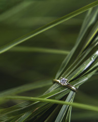 Golden ring on green grass closeup