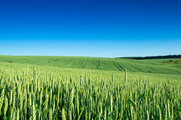 field of grass and perfect sky