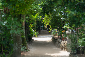 備瀬のフクギ並木