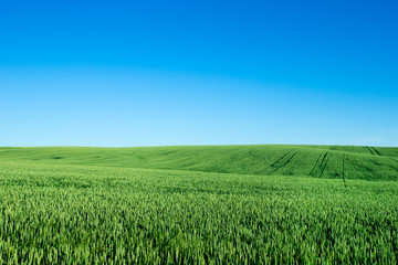 field of grass and perfect sky