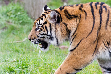 Fototapeta na wymiar Tiger Hunting
