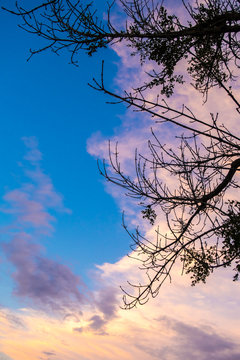 tree and blue pink sky during sunset
