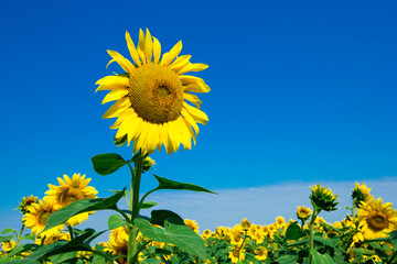 Sunflower field with cloudy blue sky