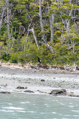 Male and Female Andean Condors
