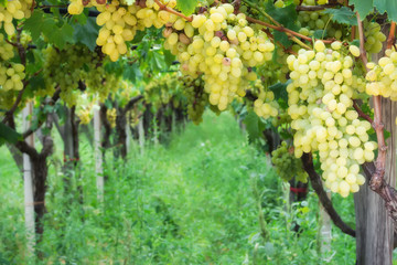Fototapeta premium Noble rot of a wine grape, botrytised grapes in sunshine