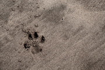 Dog's footprints in the sand; south african beach