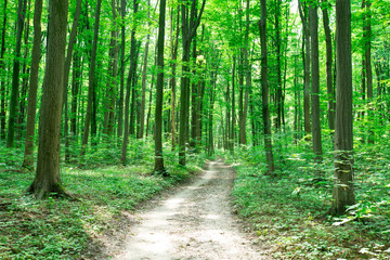 Fototapeta premium green Forest trees. nature green wood sunlight backgrounds