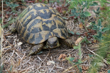 tortue de hermann