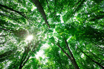 Fototapeta na wymiar forest trees. nature green wood sunlight backgrounds