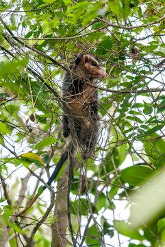 Big-eared opossum photographed in Guarapari, Espirito Santo - Southeast of Brazil. Atlantic Forest Biome. Picture made in 2008.