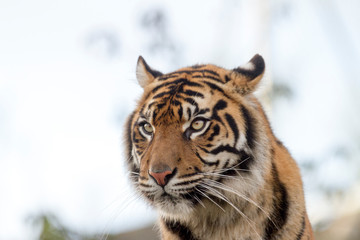 Tiger head on portrait