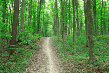 Fototapeta na wymiar green Forest trees. nature green wood sunlight backgrounds