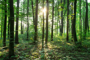green Forest trees. nature green wood sunlight backgrounds