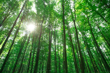 Fototapeta premium forest trees. nature green wood sunlight backgrounds