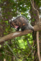 Big-eared opossum photographed in Guarapari, Espírito Santo - Southeast of Brazil. Atlantic Forest Biome. Picture made in 2008.