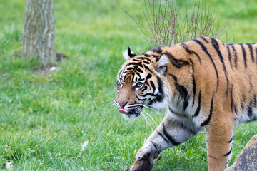 tiger in the grass