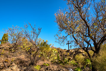 Fototapeta premium In Santiago del Teide am Fuße des Vulkans Teide nordwestlich des Teno Gebirges erwartet Dich eine einzigartige Landschaft. Es gibt zahllose Wanderwege, an denen Palmen, Kakteen sowie Agaven wachsen. 