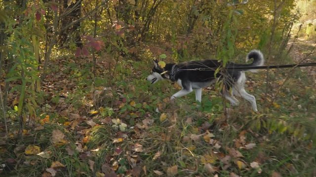 dog breed husky in nature