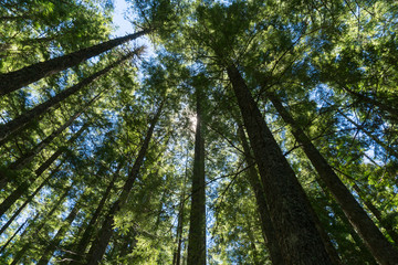 Fototapeta premium Tree Lookup