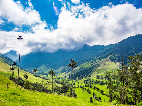 Beautiful day hiking scenery of Valle del Cocora in Salento, Colombia