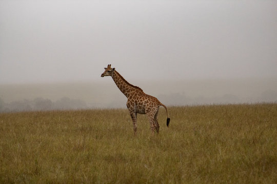 Giraffe in the african bush; profile picture