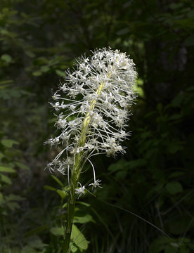 Bear Grass, Xerophyllum tenax is a North American species of plants in the corn lily family. It is known by several common names -bear grass, squaw grass, soap grass, quip-quip and Indian basket grass