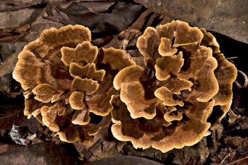 Fungus photographed in the city of Cariacica, Esp&iacute;rito Santo - Southeast of Brazil. Atlantic Forest Biome. Picture made in 2010.