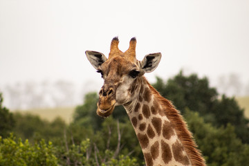 Funny close up of a giraffe's head in the african bush: cute, friendly face