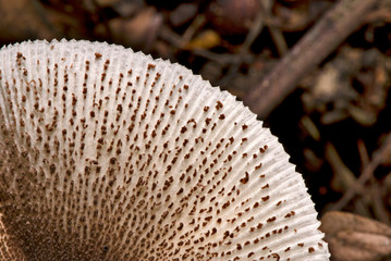 Mushroom photographed in the city of Cariacica, Espirito Santo - Southeast of Brazil. Atlantic...